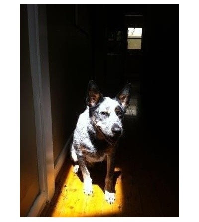 Houzz Dogs Basking in the Summer Sun