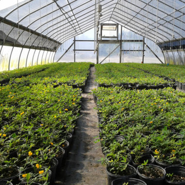 Perennial Peanut