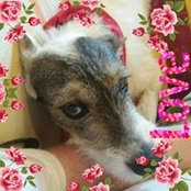 Frank Lindner's photo