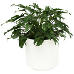 Scape Supply - Live 2' Philodendron 'Zanadu' Package, White - The Philodendron 'Zanadu' is another great option when looking for an interesting plant.  The leaves of this Philodendron are shape like little appendages that are slightly folded up like a taco.  The leaves are smaller, dark green and can handle lower light and indirect light situations.    This plant has a smaller circumference to that of the 'Swiss Cheese' variety and would be a great filler plant next to a night stand or sofa.