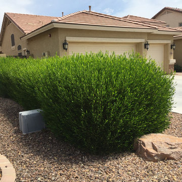 Southwestern Plants