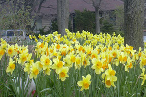Planting Design and Installation