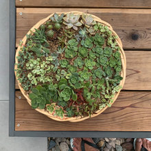 Backyard Deck