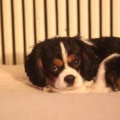 Melanie Markwith Frantz's photo