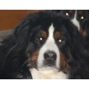 Craig Leskanic's photo
