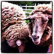 Dana Beierle's photo