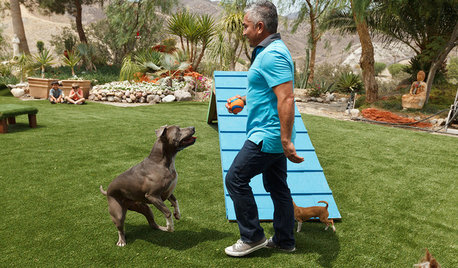 Comment faire de son jardin le paradis des chiens ?