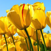 Ozlem Alsancak's photo