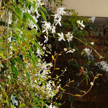 Profusion végétale