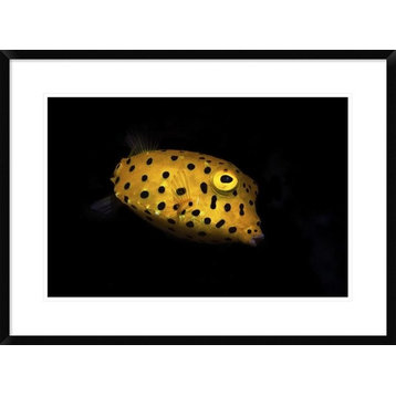 "Yellow Boxfish" Framed Digital Print by Barathieu Gabriel, 32x24"