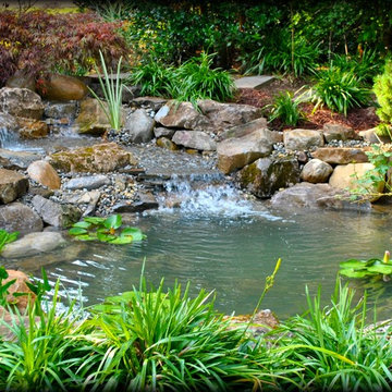 Koi Pond and Waterfall by Full Service Aquatics. Project site Cranford, NJ.