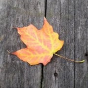 Jane Kingston's photo