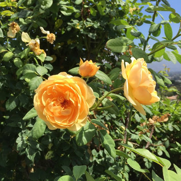 Los Angeles Rose Garden