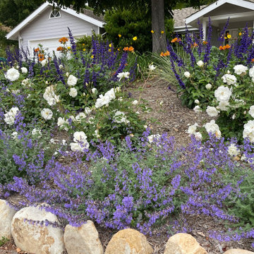Catmint and iceberg roses