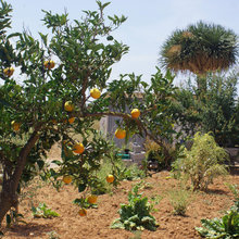 Jardín de la semana: Un verano entre naranjos en Castellón