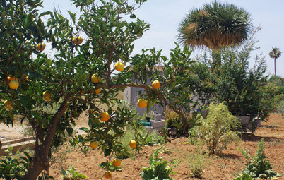 Jardín de la semana: Un verano entre naranjos en Castellón