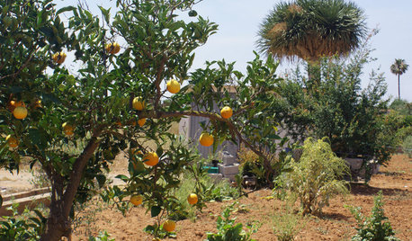 Jardín de la semana: Un verano entre naranjos en Castellón