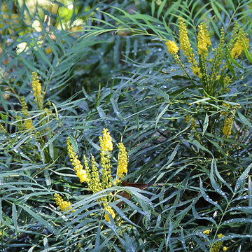 ‘Soft Caress’ Mahonia