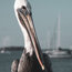 Bob The Pelican 3R Colorized Coastal Bird Wildlife Photo Unframed Wall Art Print