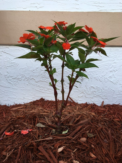 Impatiens...Hard Pruning?