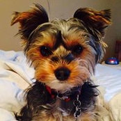 Stacey McLachlan's photo