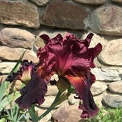 Denise McCarroll's photo