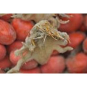 Harry Katerman's photo