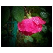 Elizabeth Lenart's photo