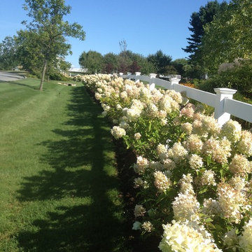 Hydrangea 'Limelight' Fence