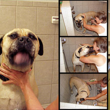 Dog bath space