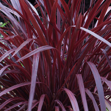 Sunset Western Garden Collection ‘Design-a-Line Burgundy’ Cordyline Cordyline 'D