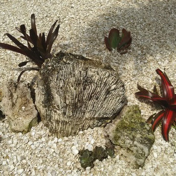Sea shells by the sea shore