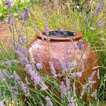 garden ideas