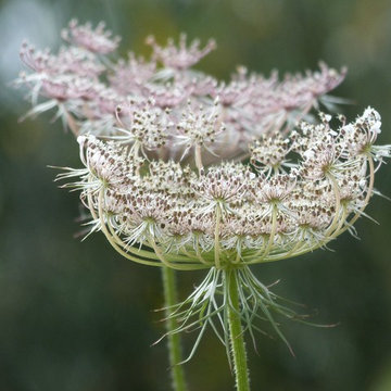 Prairies sauvages