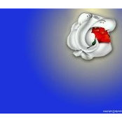 Manoj Chawhan's photo