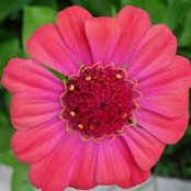 Chelle Folkens's photo