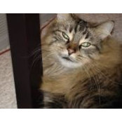 Nancy Davidowich's photo
