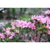 Guruh Sridewa's photo