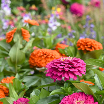 The Majesty Blooming Garden