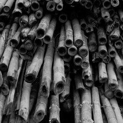 Bamboos - Photographs