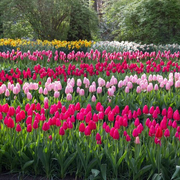 Keukenhof: World's Largest Bulb Garden