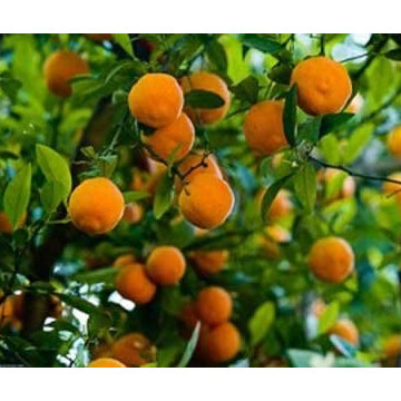 Fruit trees and vines