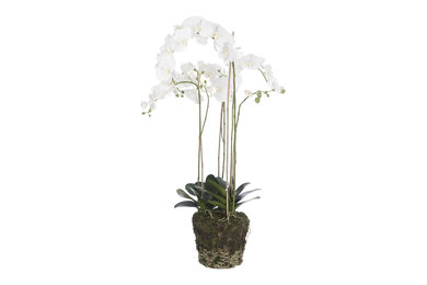 Large Faux Phalaenopsis Orchid On Soil Base