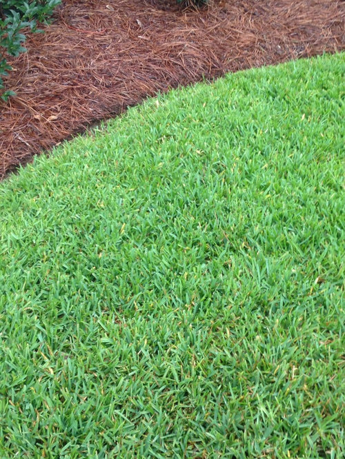 Why are the runners above the grass?