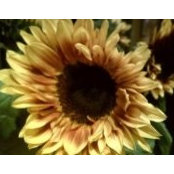 Shelly Gatlin Ballesteros's photo