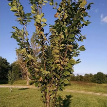 Princeton Elm