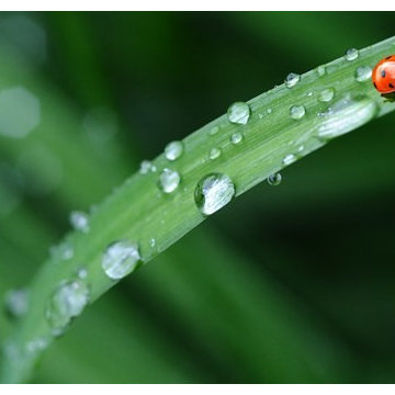 Capturing Rainwater and Storm Water Runoff (Long Island/NY):