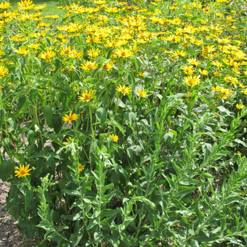 ]Heliopsis helianthoides