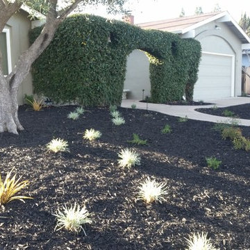 Drought Tolerant