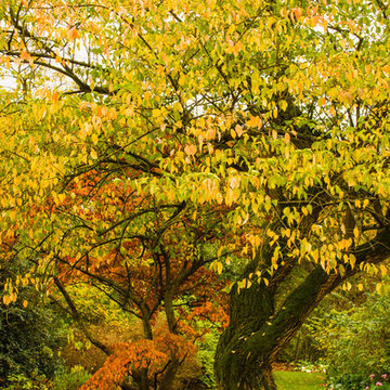 Autumn Interest